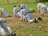 tabor2011 (145)