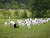budislav2012-137