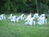 budislav2012-83